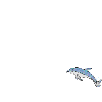 Ein Delphin